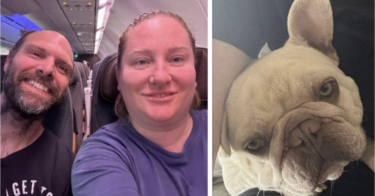 Cane muore di caldo durante un viaggio in aereo, la rabbia dei proprietari: “Obbligati a tenerlo nel trasportino, lo hanno ucciso”