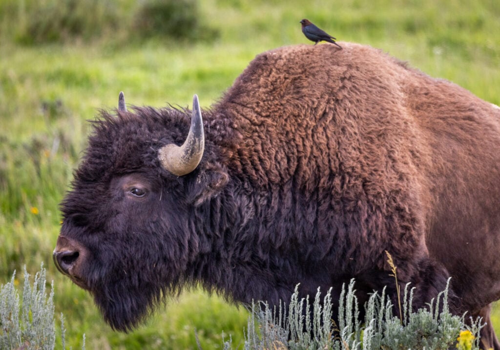 Yellowstone National Park releases record of decision for new bison management plan