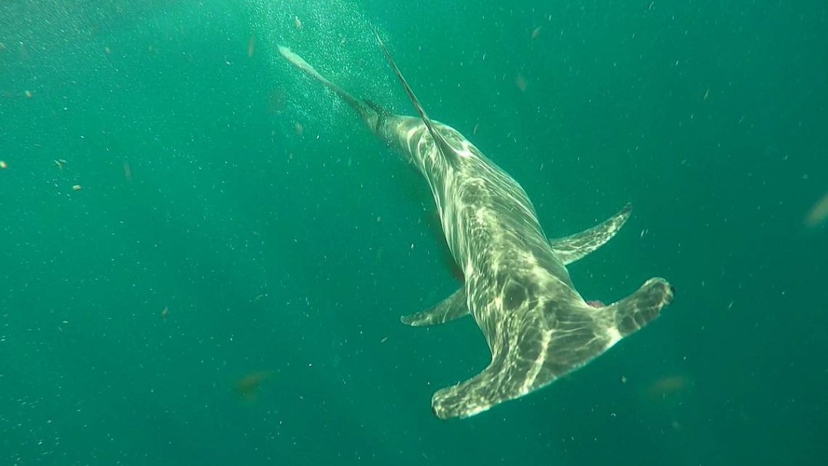 Hammerhead shark Cape Cod sighting