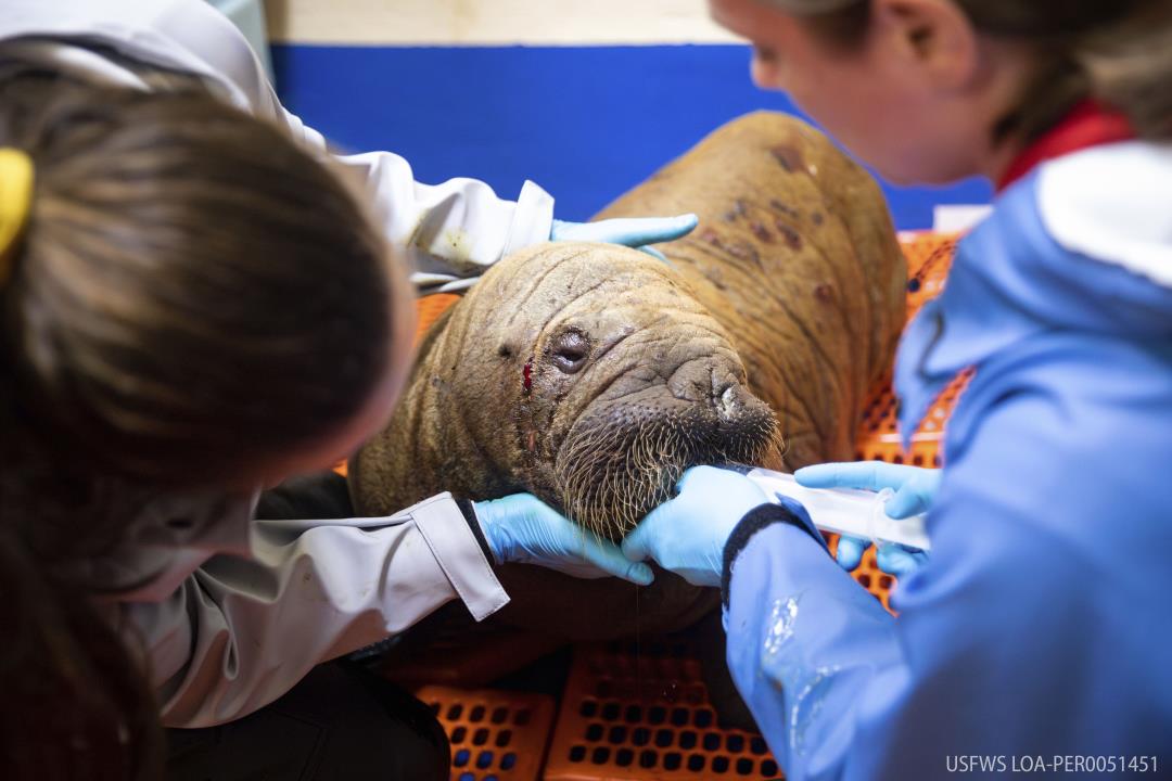 Abandoned Walrus Calf Is 'Sassy,' Being Spoiled a Lot