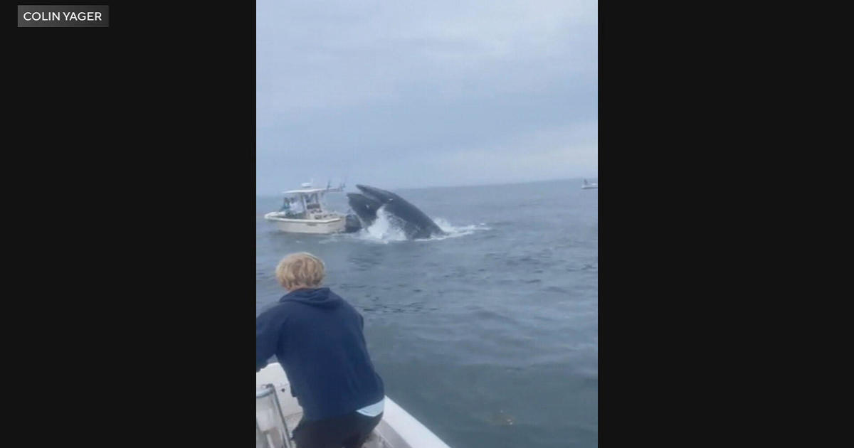 Video shows whale capsizing boat off New Hampshire coast, fishermen rescued