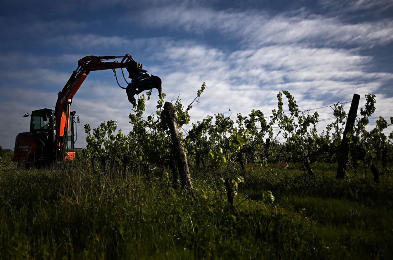 Bordeaux vineyard 'grubbing up' scheme hampered by weather