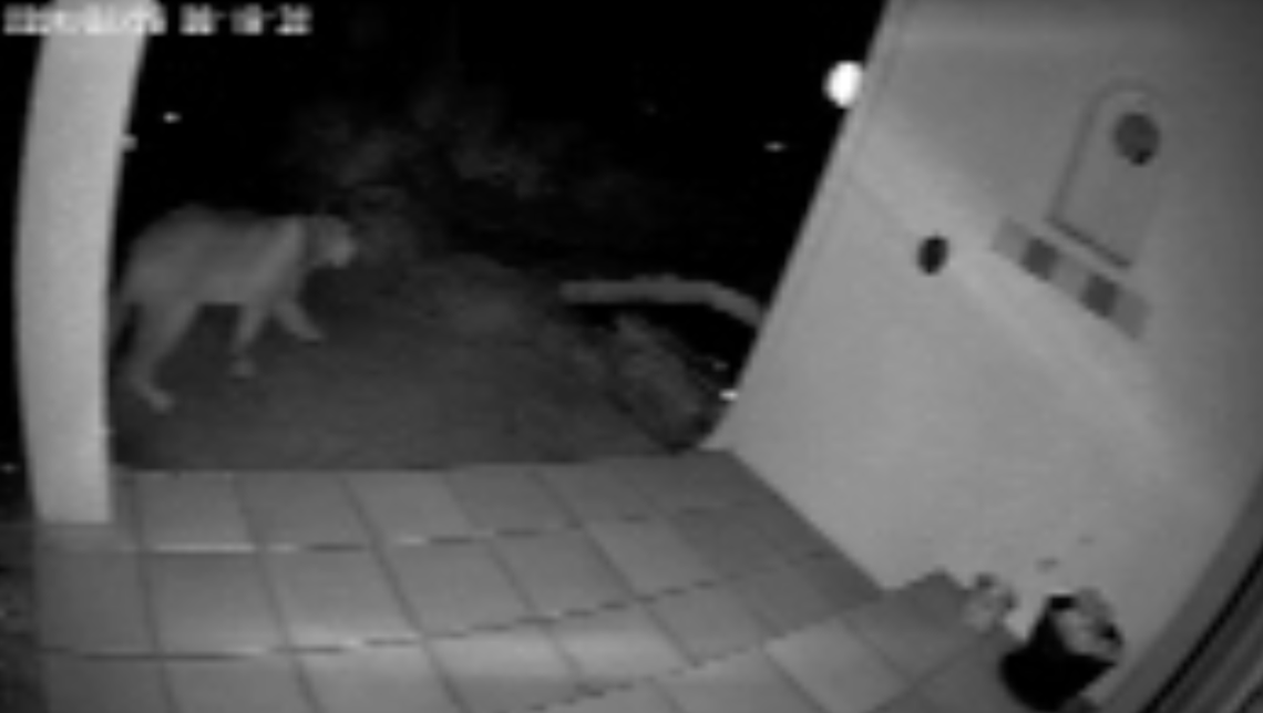Large mountain lion caught on camera strolling through yard in California