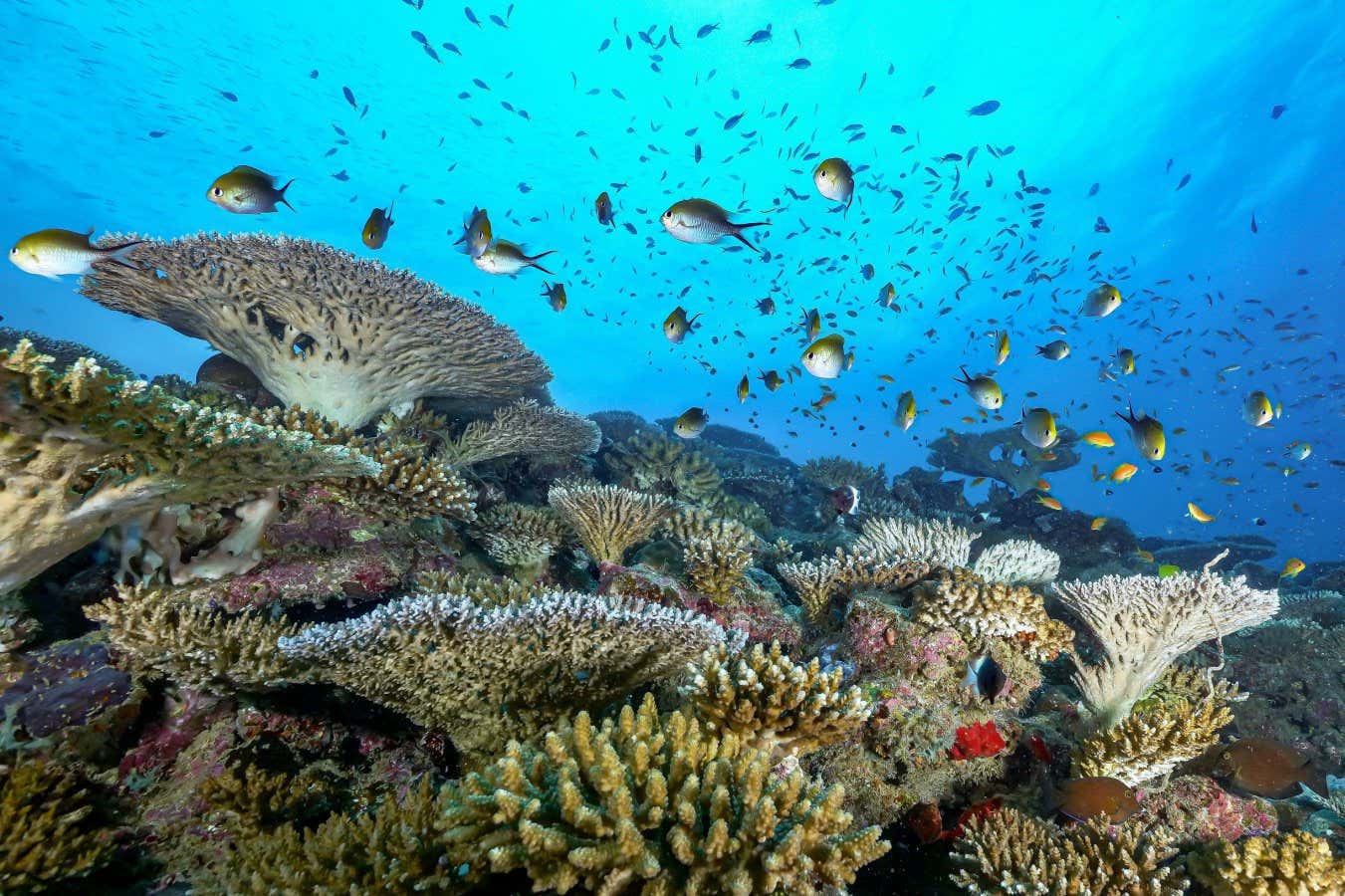 Controversial idea to save corals would replace them with new species
