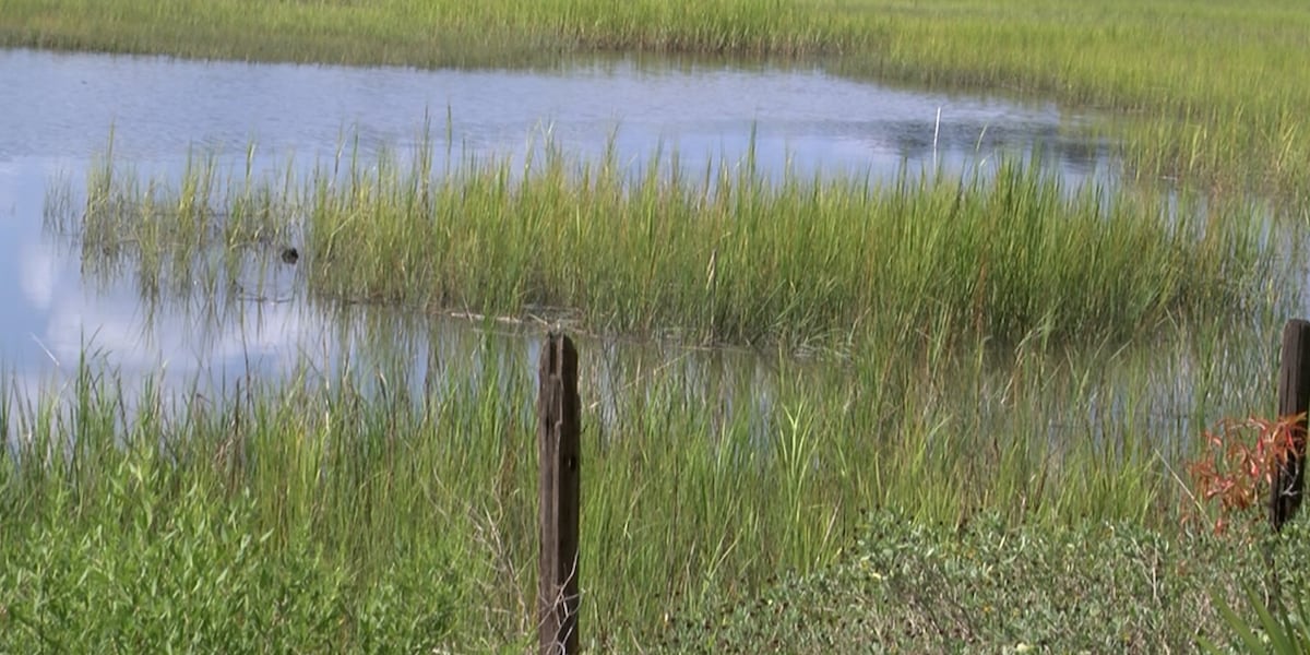 State agencies work to restore West Ashley marsh