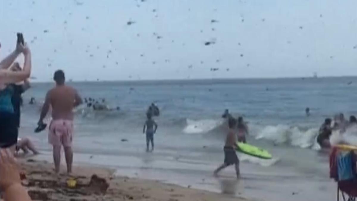 Video zeigt massive Libellen-Invasion am Strand in Rhode Island
