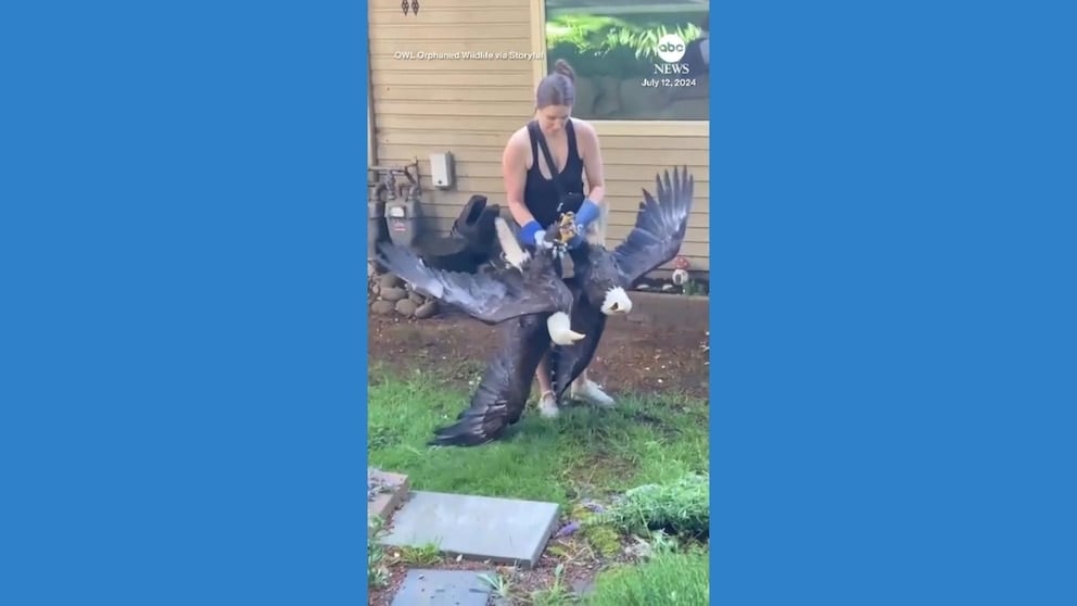 WATCH: Bald eagles pried apart after getting tied up during tussle in Canada