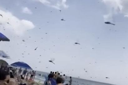 Massive dragonfly swarms descend on Rhode Island beach