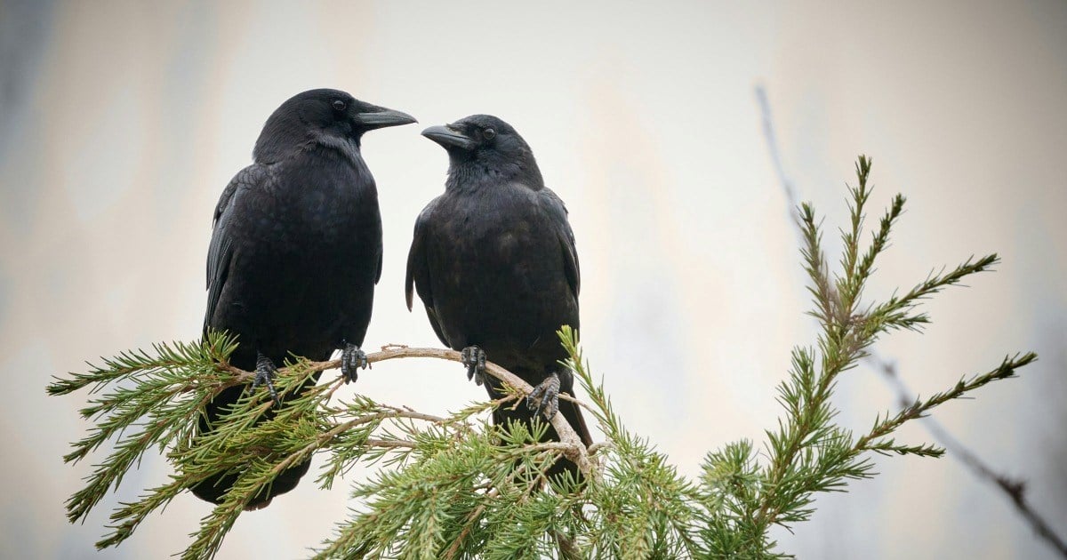 'Two crows have extorted me into providing them boiled eggs': Suburban resident fights back against crafty birds who targeted their trash