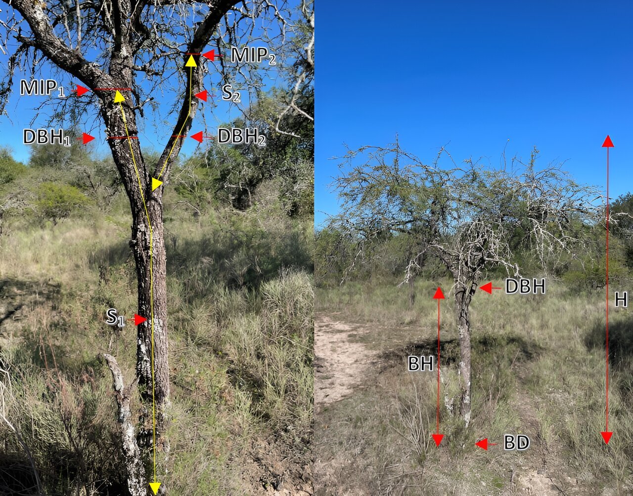 The role of subtropical savannas in carbon sequestration and climate change mitigation