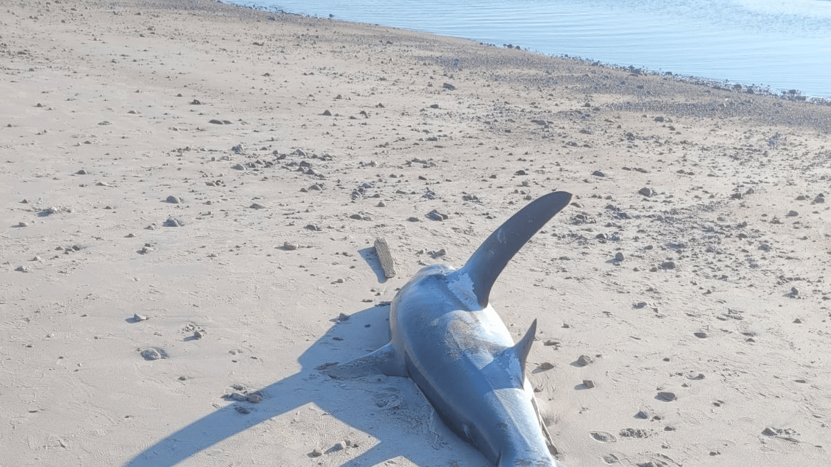 13-foot shark washes up on Massachusetts beach