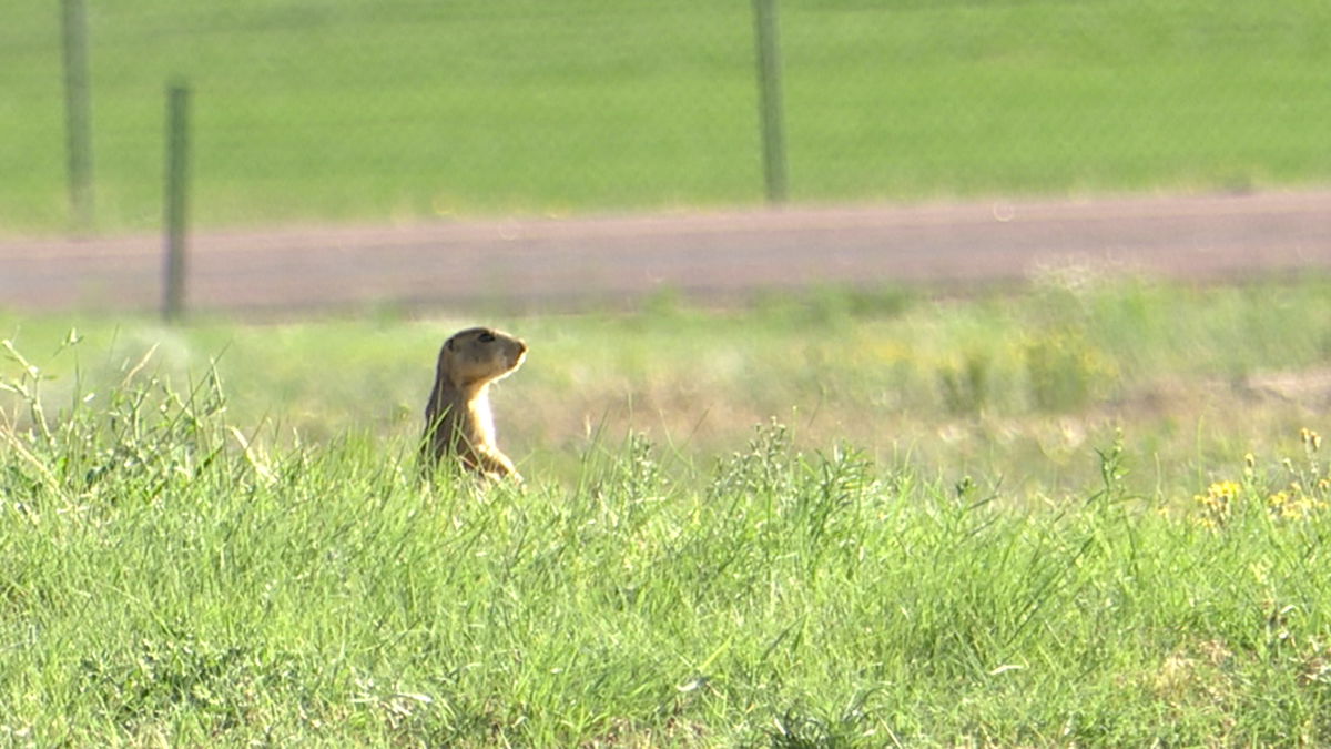 HOA for Monument community changes method to exterminate prairie dog colony after pushback