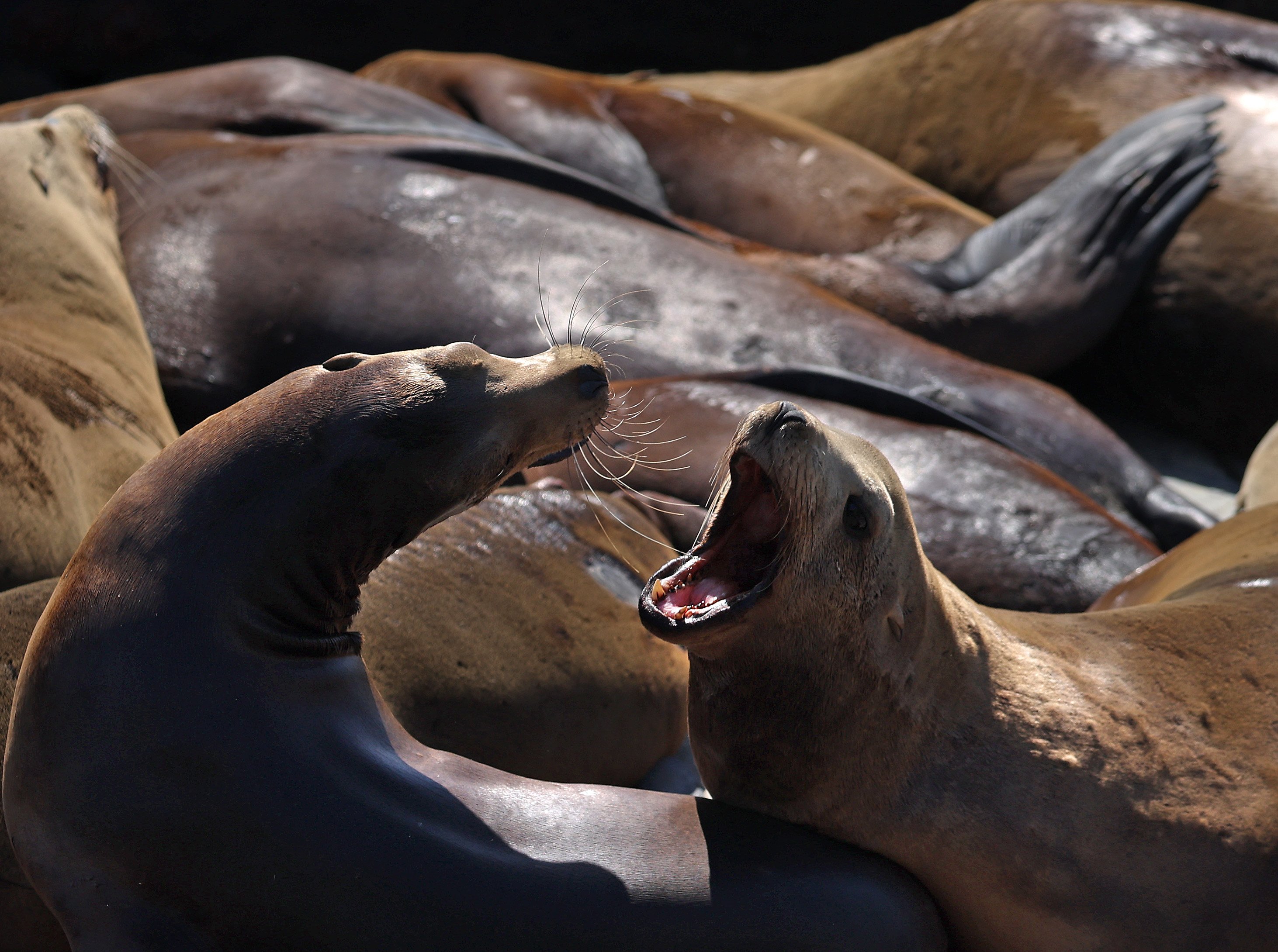 Poisoned California Sea Lions Wash Ashore