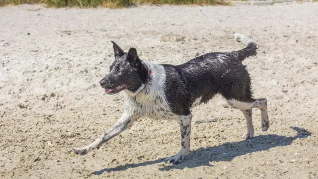 Dog Found Paddling Over a Mile Offshore Rescued in Florida