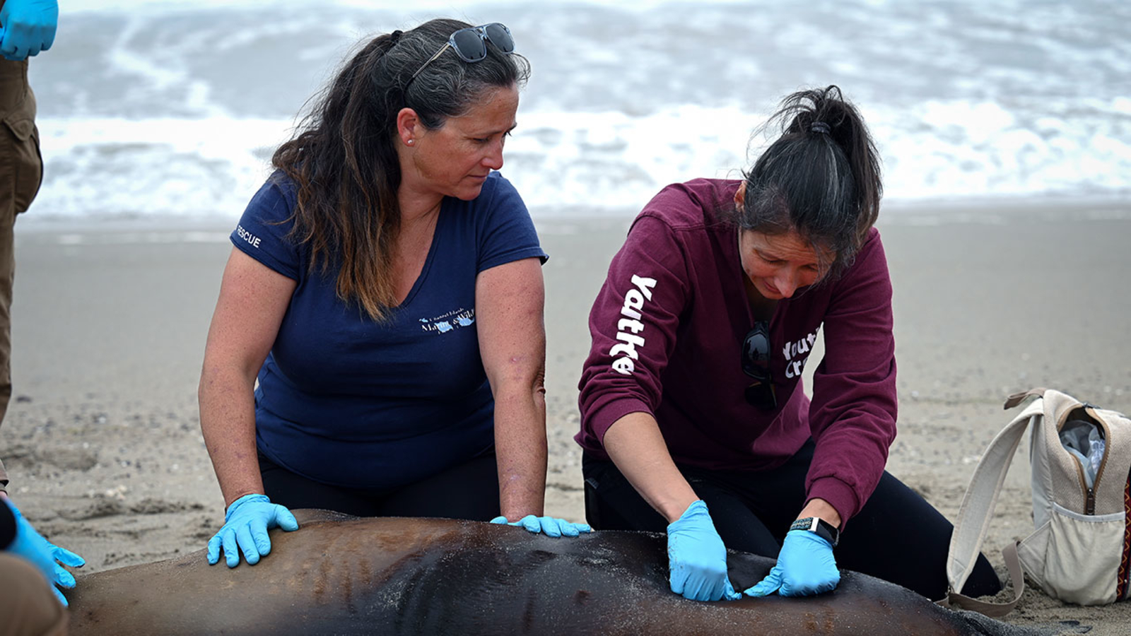 Sea lions are stranding themselves on SoCal's coast with signs of poisoning by harmful algae