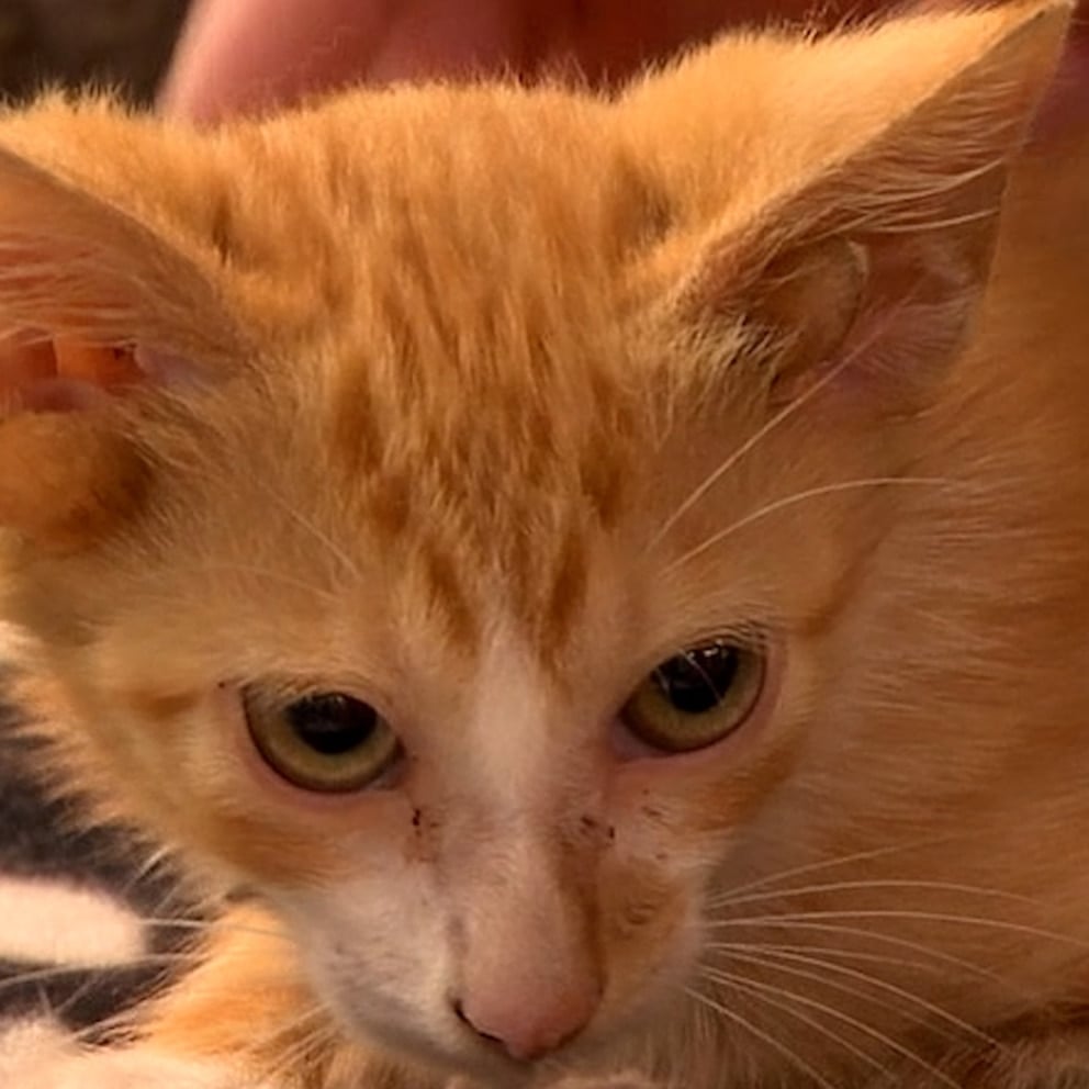 WATCH: How a 4-eared cat is ‘bringing good luck’ to Tennessee animal shelter
