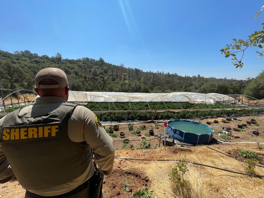 Over 15,000 illegal marijuana plants destroyed in July by Northern California deputies
