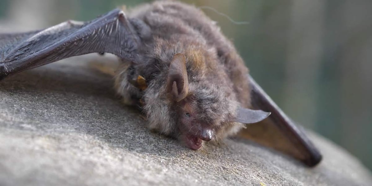 Rabid bat confirmed in Charleston County, one pet exposed