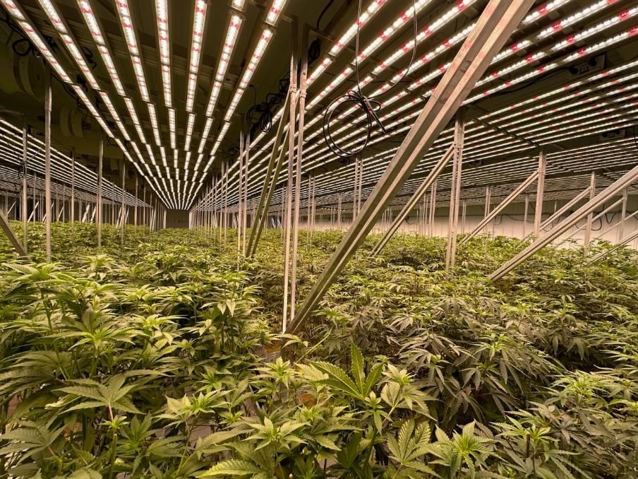 Former Democratic operative settles $1.2 million debt with South Dakota cannabis growers