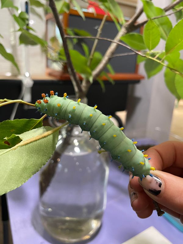 The Caterpillar Lab in Marlborough, New Hampshire