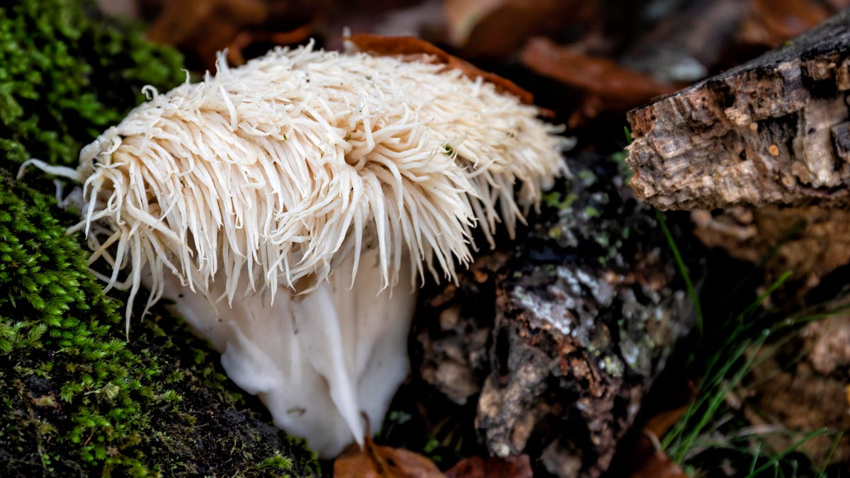 Lion's Mane Mushrooms: Their Internet Fame and Health Benefits