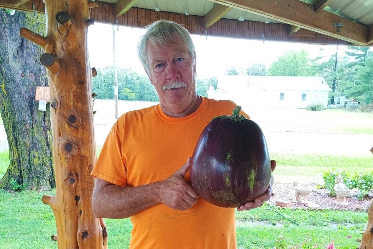 Iowa man harvests massive 8.33-pound eggplant