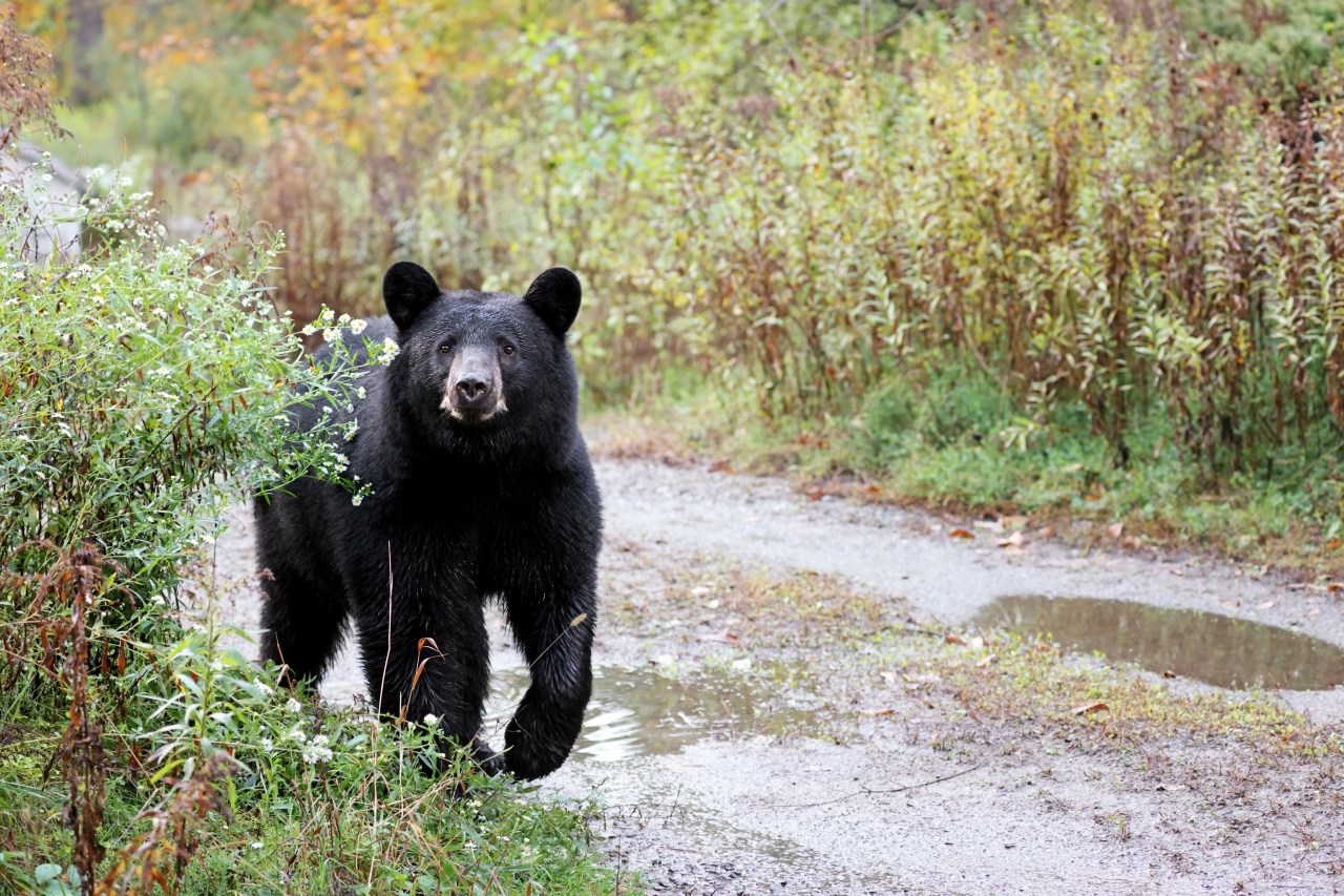 Black bear sightings are increasing in Kansas