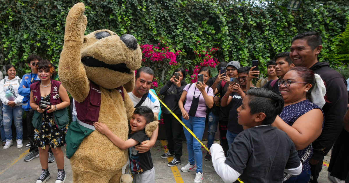 In Mexico, a lucha libre 'dog' is also a viral meme