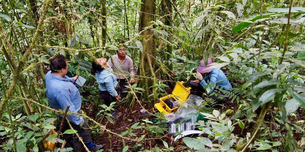 Scientists found a groundbreaking new reason to plant more trees