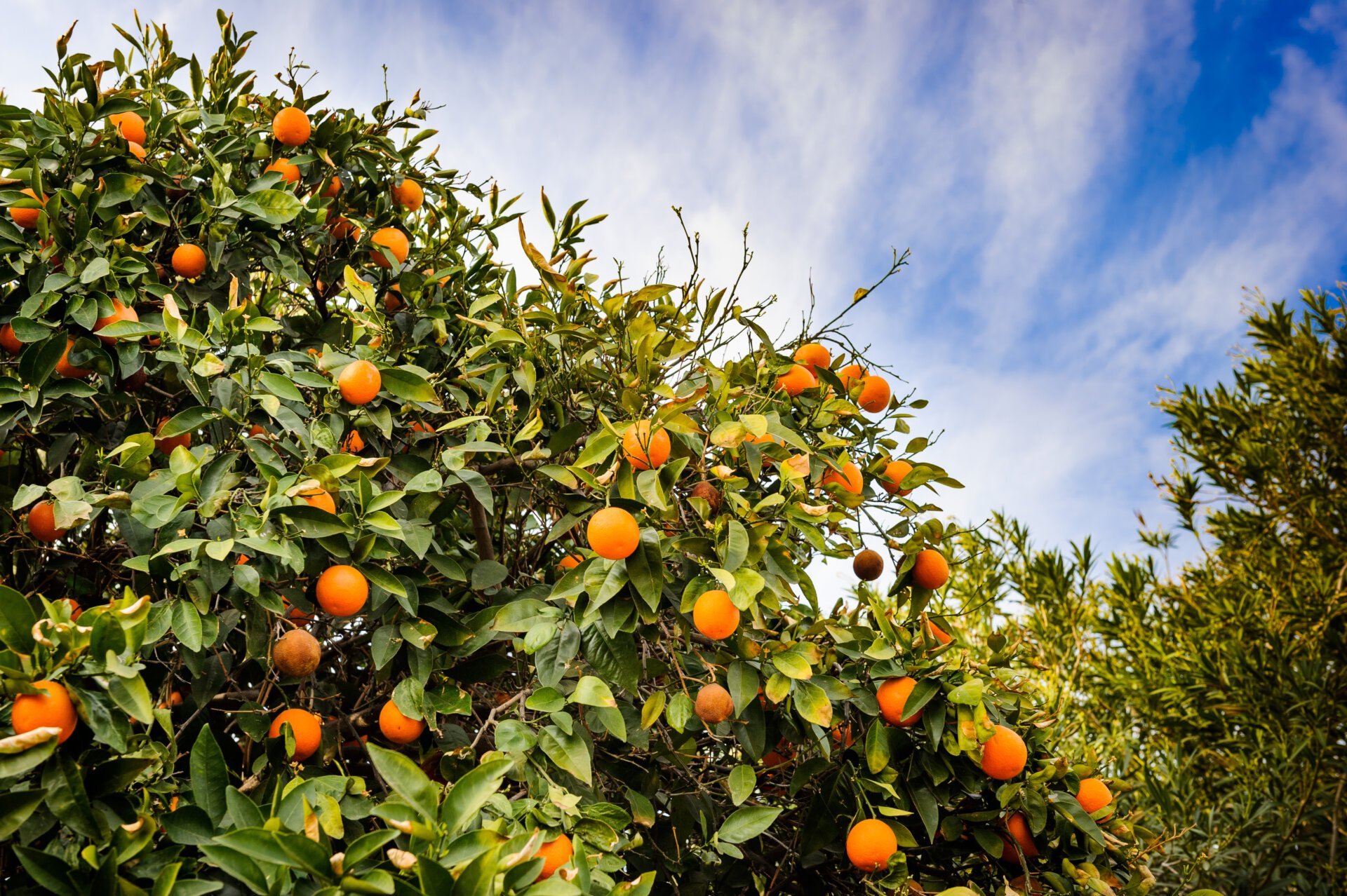 Will Florida’s Oranges Survive Another Hurricane Season?