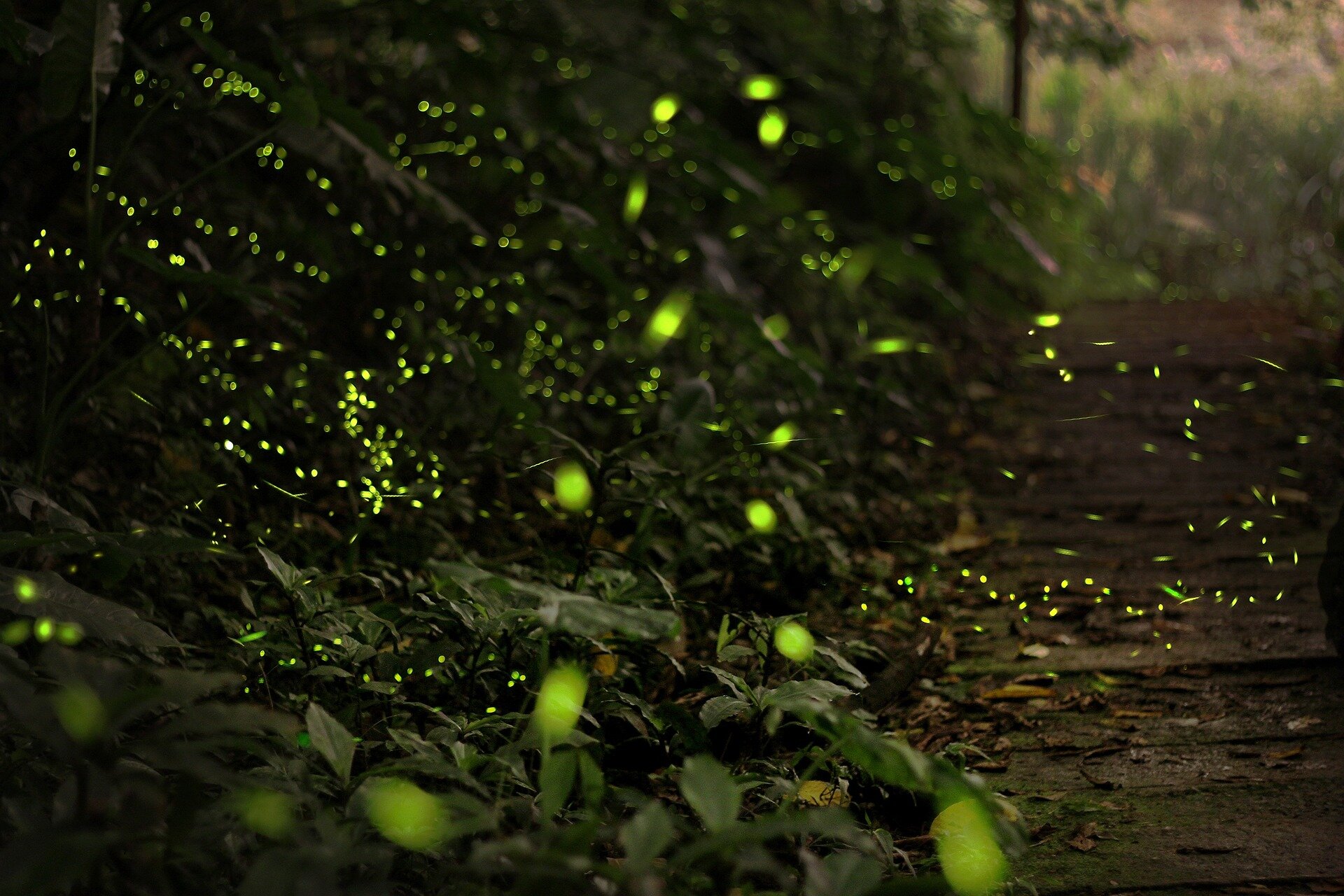 Climate change threatens overall firefly populations, study shows, but Midwest could see increase