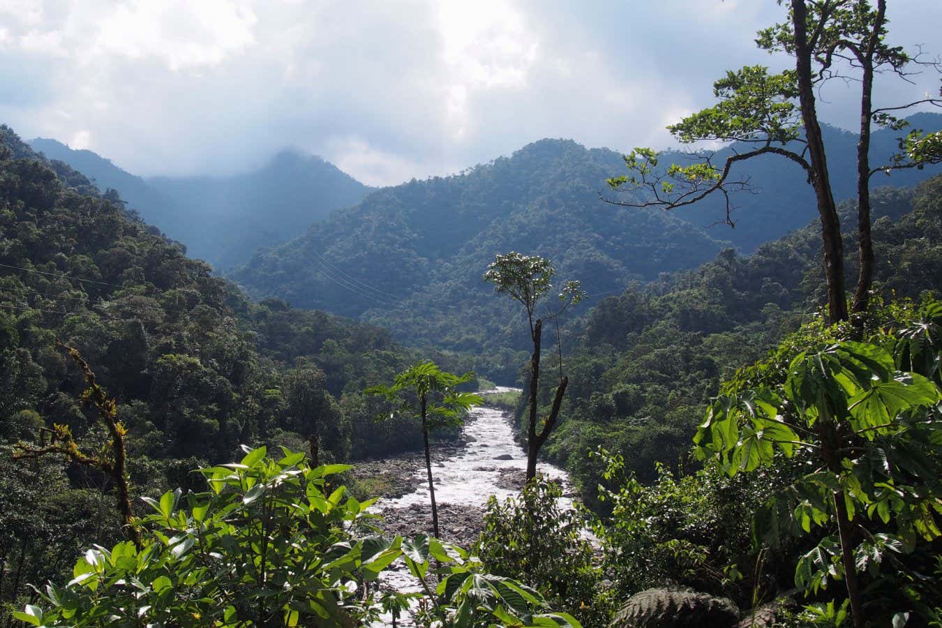 Trees have an extra climate benefit thanks to methane-eating microbes