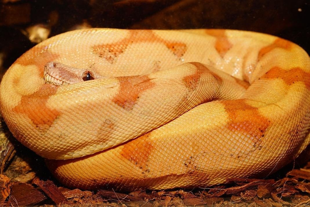 Yellow boa constrictor found wandering in Kentucky neighborhood