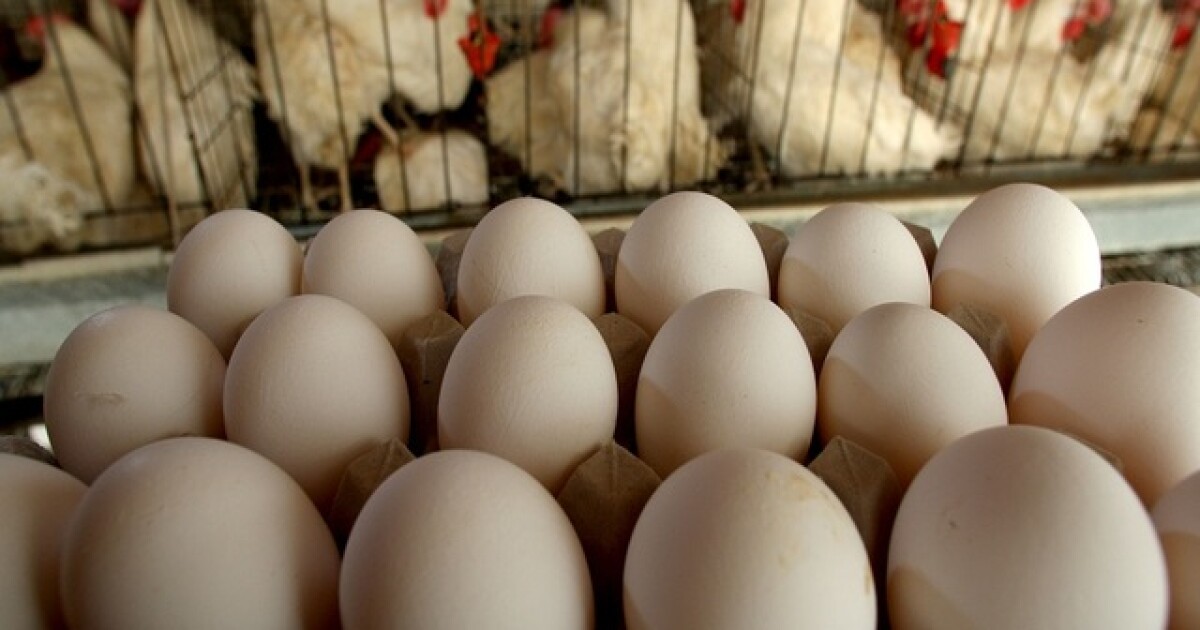 CO poultry workers test positive for bird flu after outbreak at egg facility