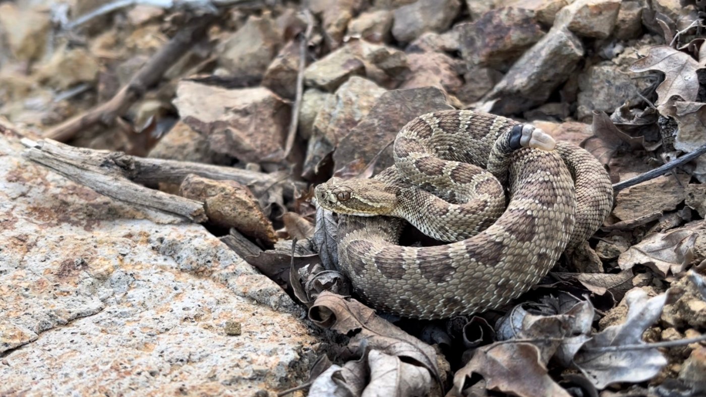 Watch a livestream of Colorado’s ‘mega den’ of pregnant rattlesnakes