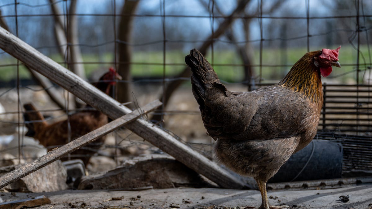 At least 4 more farm workers have bird flu