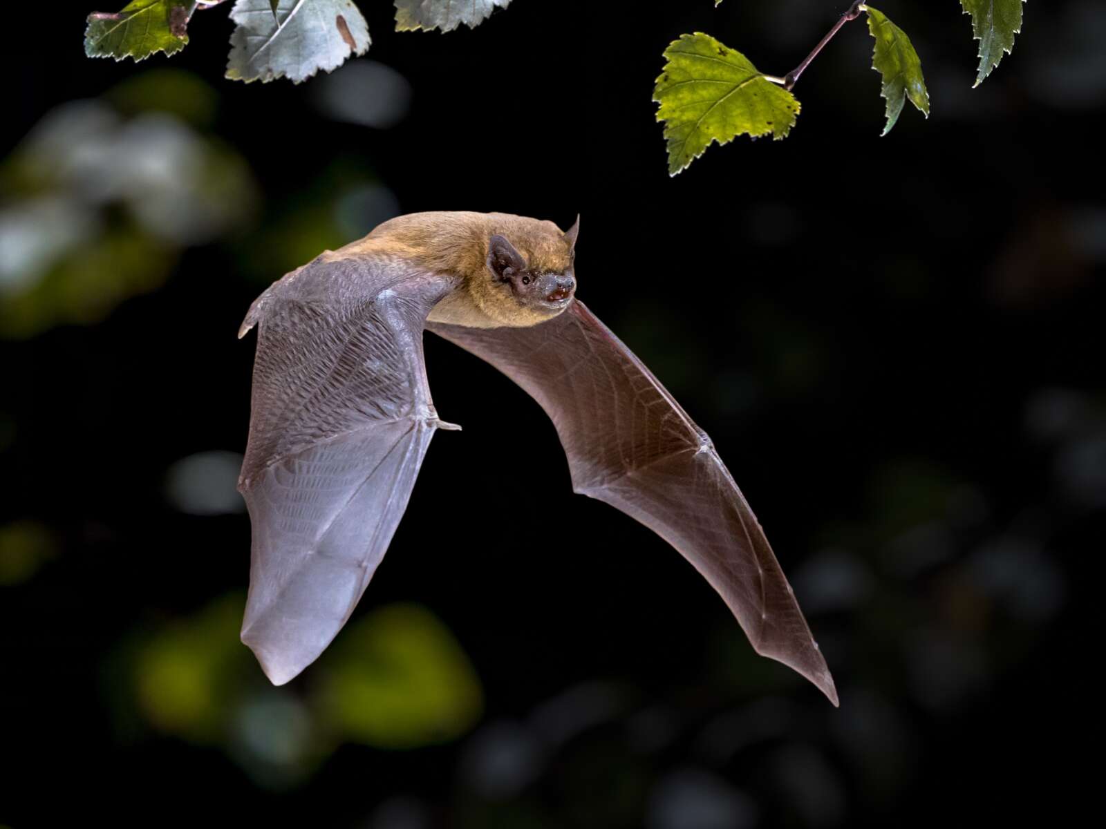 Les chauves-souris sont de retour : pourquoi c'est une bonne nouvelle