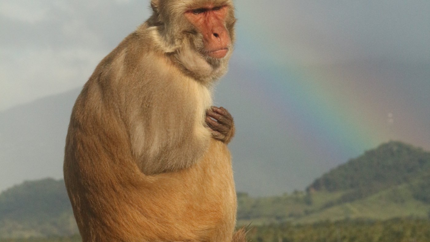 These monkeys were 'notoriously competitive' until Hurricane Maria wrecked their home