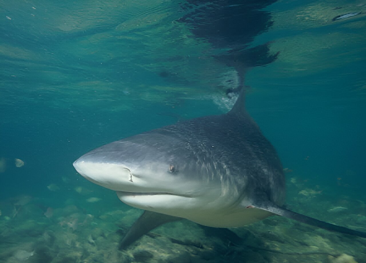 Baby bull sharks are thriving in Texas and Alabama bays as the Gulf of Mexico warms