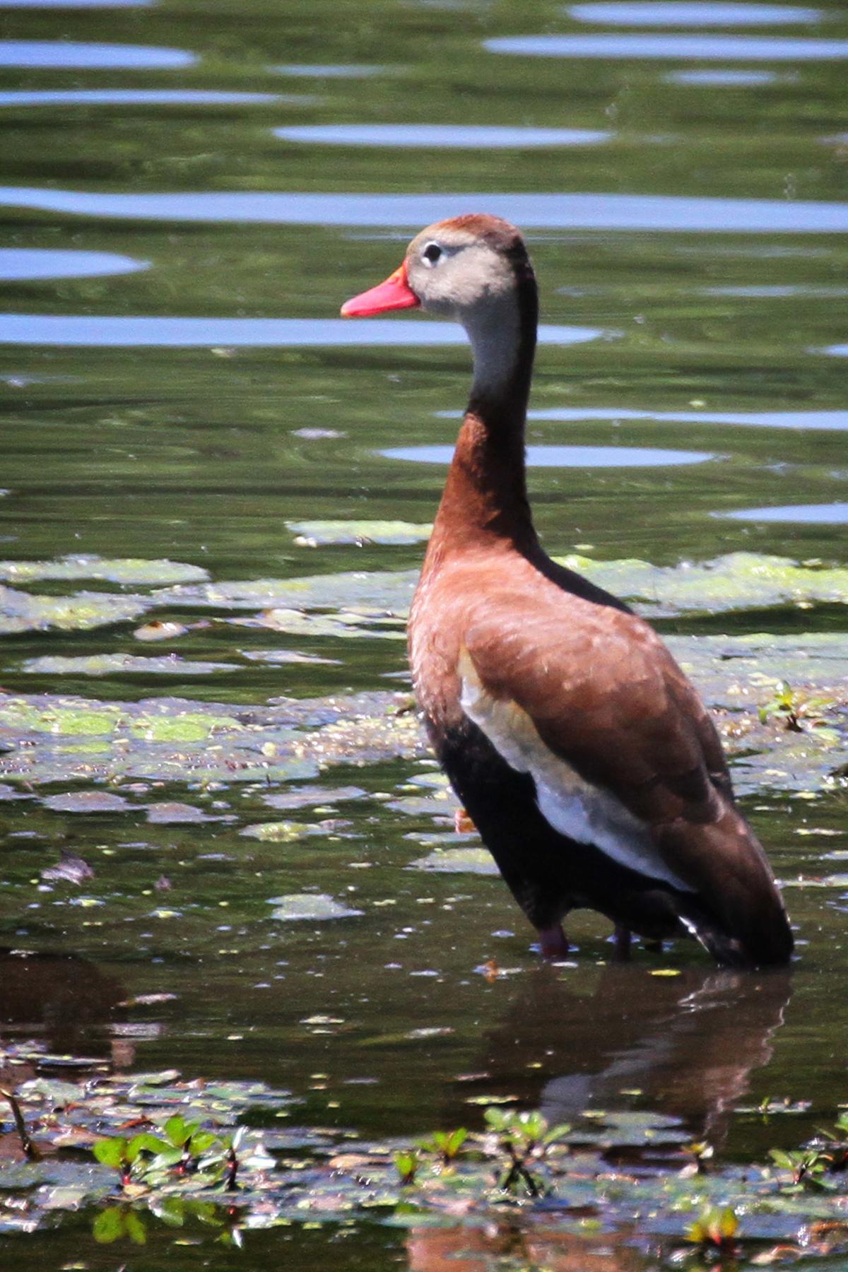 Indiana becoming home to duck with 'harlot-like face' and 'lipstick-colored bill'