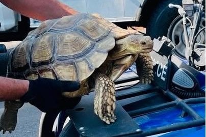 Runaway tortoise's Oregon highway crossing a mystery