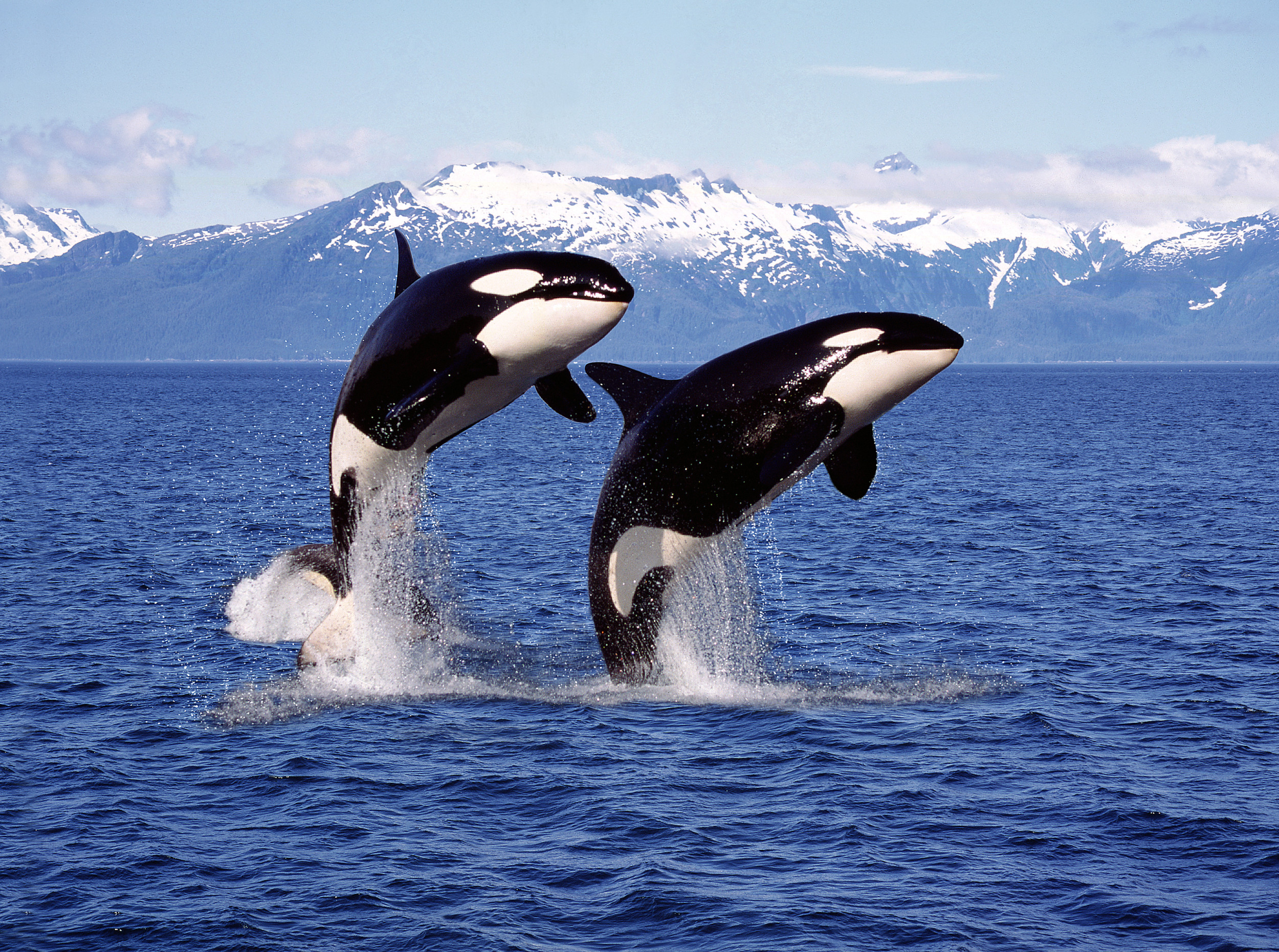 Orca Sinks Another Yacht: Why Killer Whales Are Attacking Boats