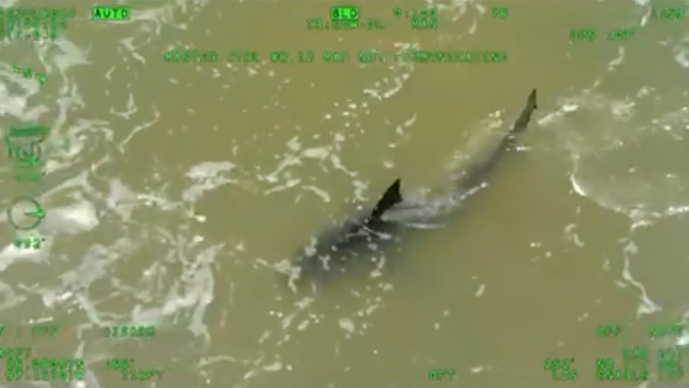 Back-to-back shark attacks leave 4 people injured in Texas and Florida