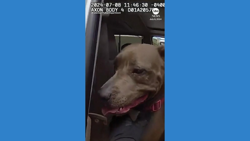 WATCH: Florida police smash window to rescue dog from hot car