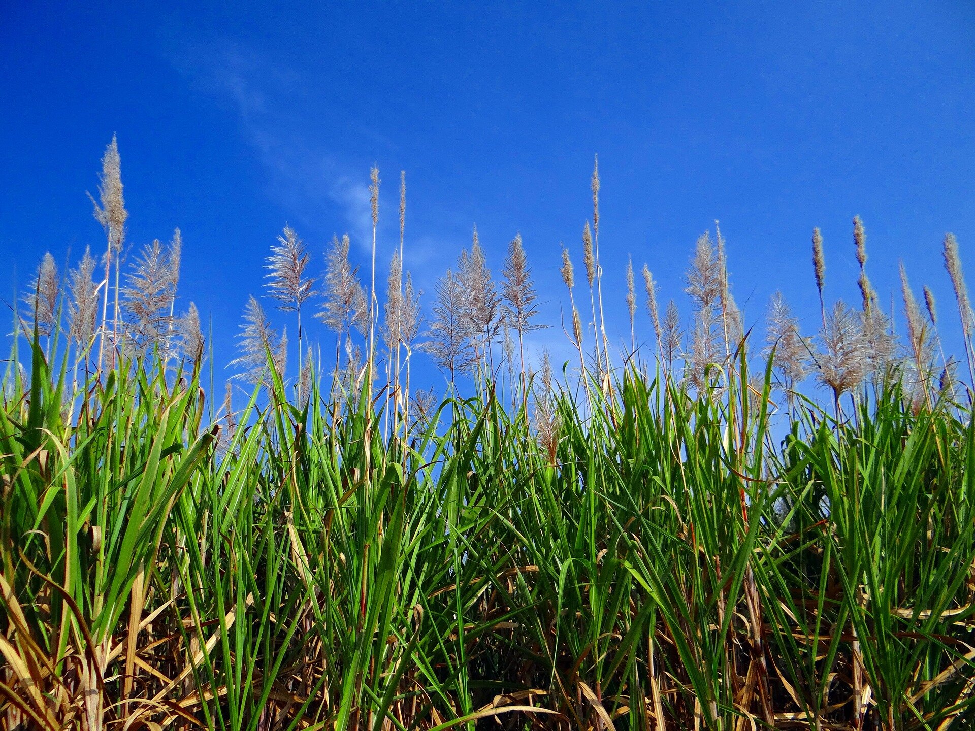 How the genome diversity of major crops tells the story of their evolution