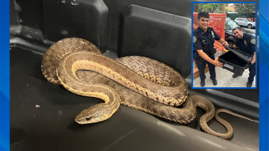 Snake spotted in Manhattan, corralled by officer: NYPD