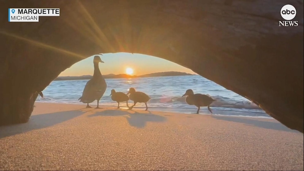 WATCH: Family of ducks photobomb beautiful sunset shot