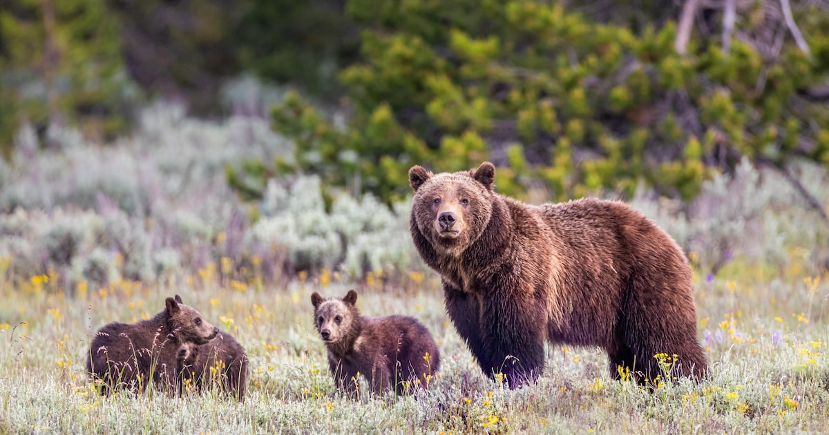 Montana - Mann (72) tötet angreifende Grizzly-Bärin