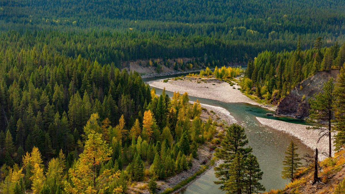 Un hombre de 72 años fue atacado por un oso mientras recogía arándanos en un bosque de Montana