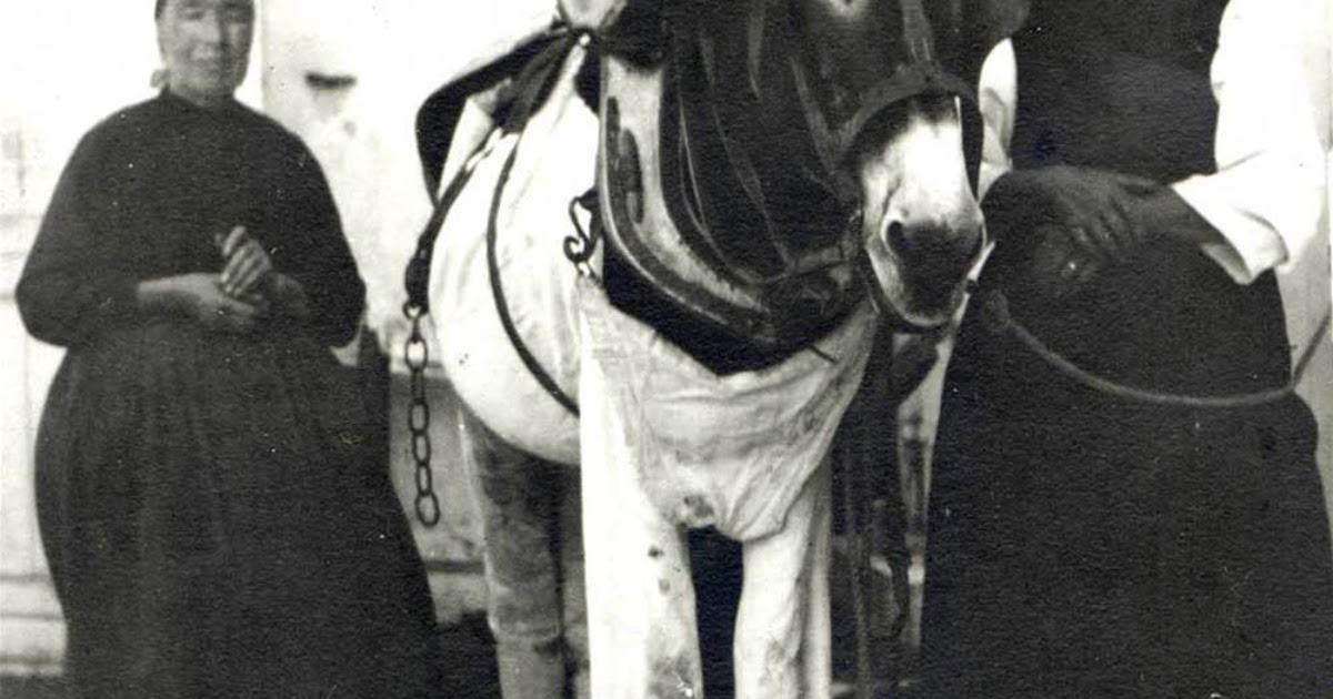 On the French Island of Ile de Ré, Donkeys Are Traditionally Dressed in Fashionable Trousers